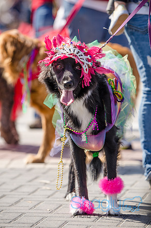 Krewe of Barkus 2012-175