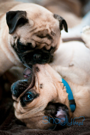 DFW Pug Rescue-137
