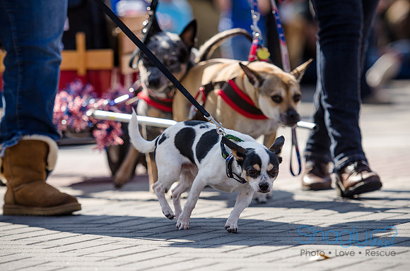 Krewe of Barkus 2012-266