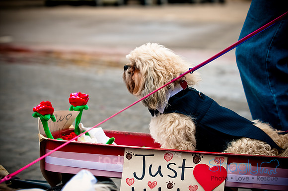 Krewe of Barkus-46