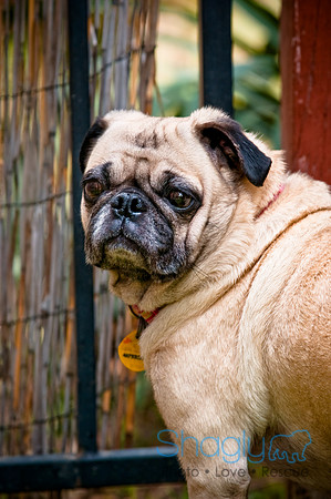 DFW Pug Rescue-71