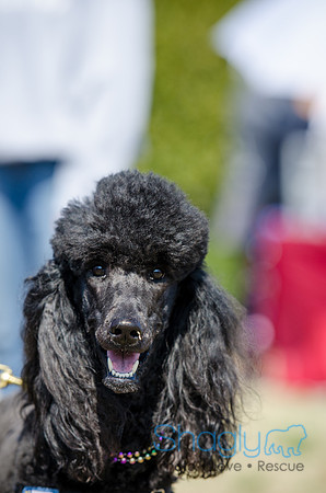 Krewe of Barkus 2012-87