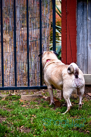 DFW Pug Rescue-69