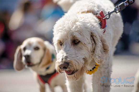 Krewe of Barkus 2012-262