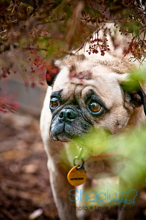 DFW Pug Rescue-103