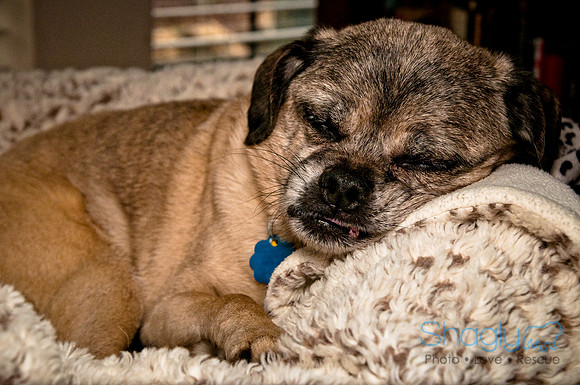 DFW Pug Rescue-145