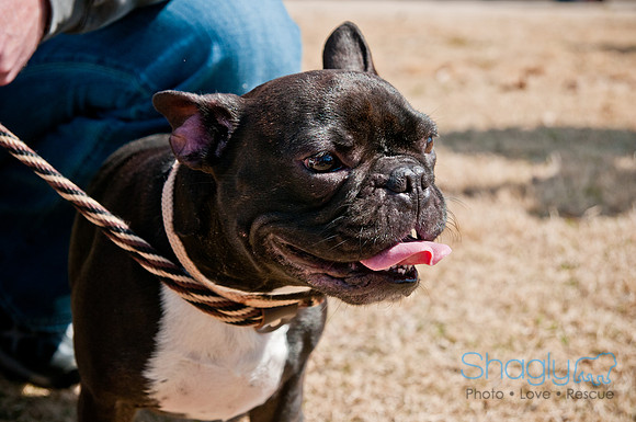 Krewe of Barkus 2011-26