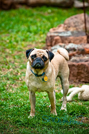 DFW Pug Rescue-67
