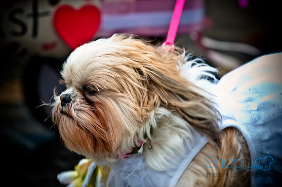 Krewe of Barkus-45