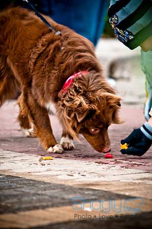 Krewe of Barkus-49