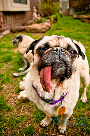 DFW Pug Rescue-115