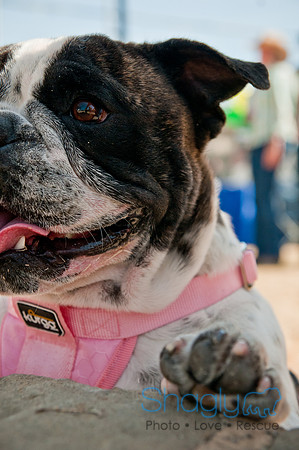 Krewe of Barkus 2011-21