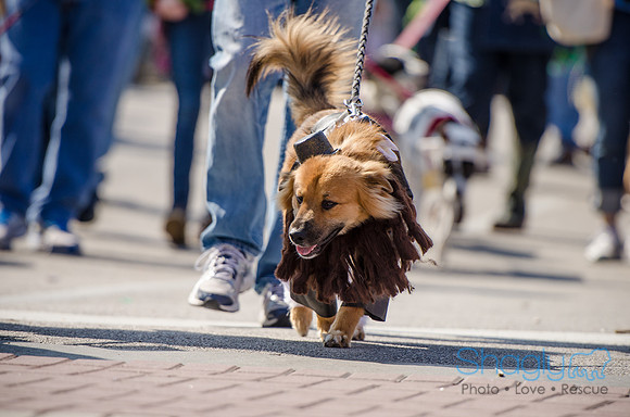 Krewe of Barkus 2012-215