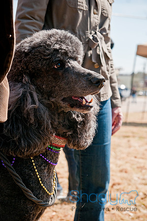 Krewe of Barkus 2011-13