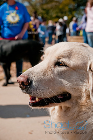 Krewe of Barkus 2011-39