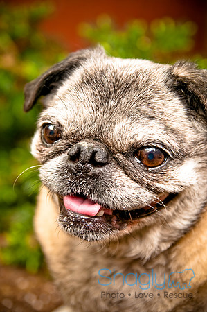 DFW Pug Rescue-33