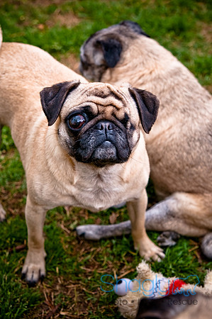 DFW Pug Rescue-116