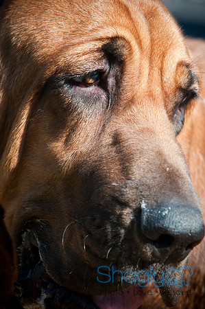 Richardson Pet Day-0393