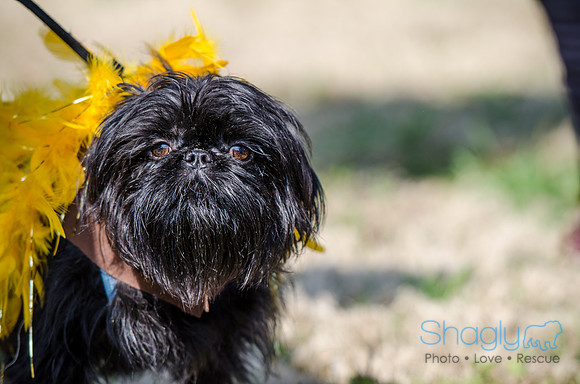Krewe of Barkus 2012-79