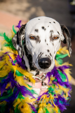 Krewe of Barkus 2012-324