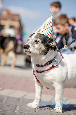 Krewe of Barkus 2012-178
