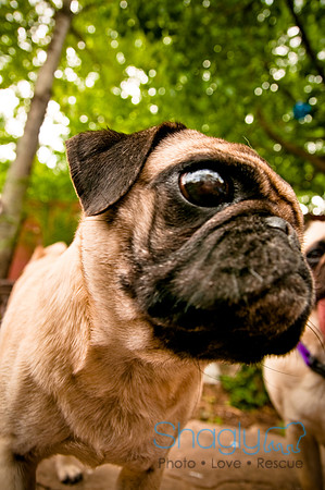 DFW Pug Rescue-43