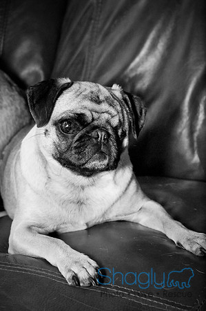 DFW Pug Rescue-146