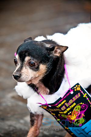 Krewe of Barkus-62