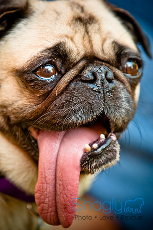 DFW Pug Rescue