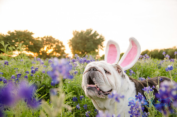 Bluebonnets Pug and Bulldog-63