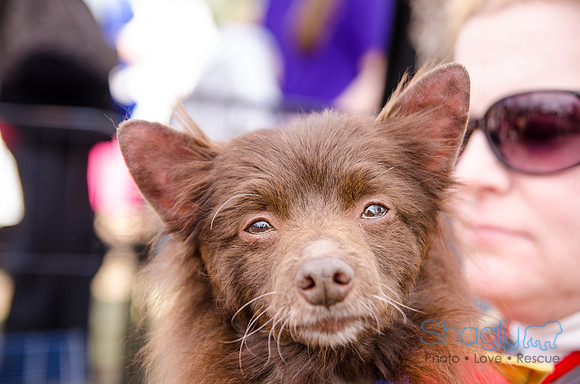 Krewe of Barkus 2012-332