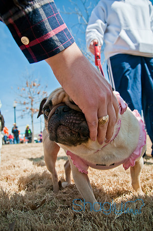 Krewe of Barkus 2011-7