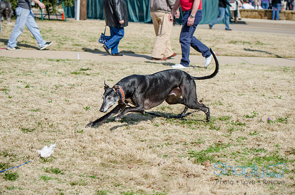 Krewe of Barkus 2012-128