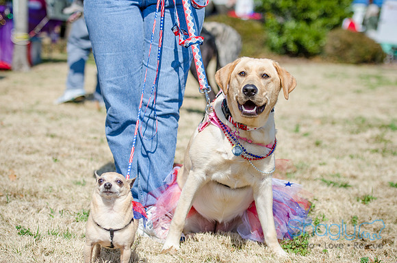 Krewe of Barkus 2012-17