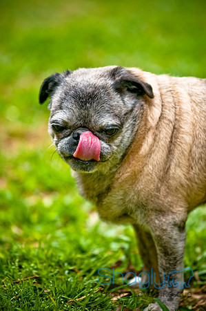 DFW Pug Rescue-105