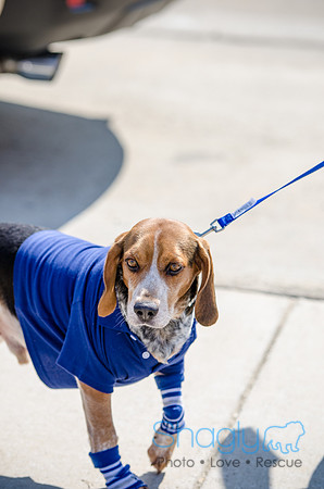 Krewe of Barkus 2012-89