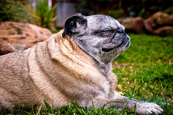 DFW Pug Rescue-126