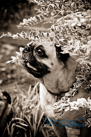 DFW Pug Rescue-94