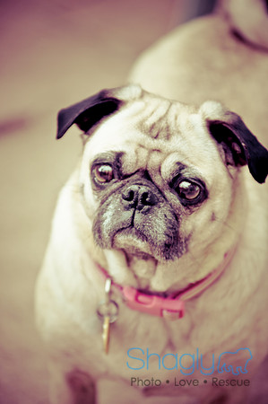DFW Pug Rescue-132