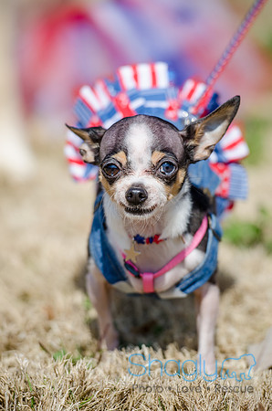 Krewe of Barkus 2012-19