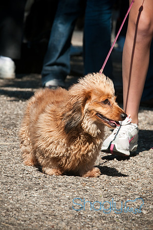 Richardson Pet Day-0177