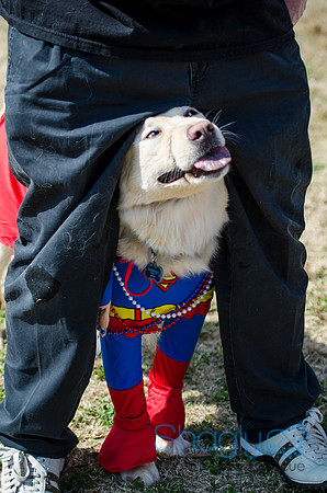 Krewe of Barkus 2012-136