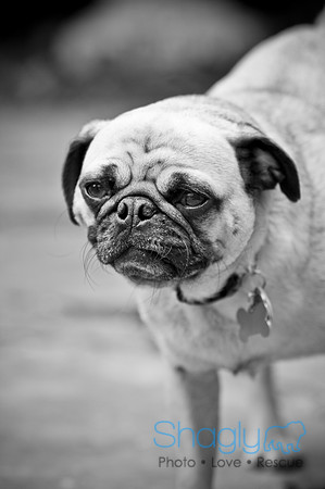 DFW Pug Rescue-57