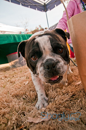 Krewe of Barkus 2011-16