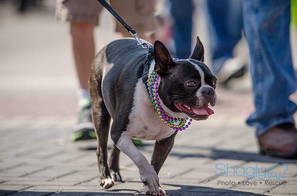 Krewe of Barkus 2012-209