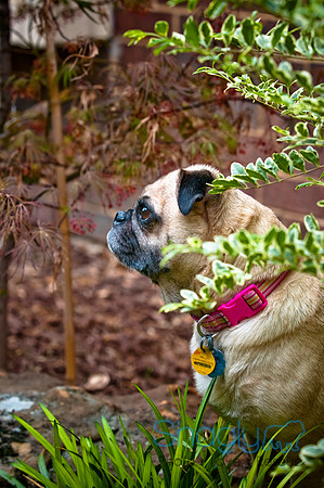 DFW Pug Rescue-84