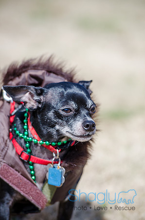 Krewe of Barkus 2012-5