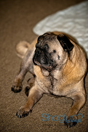 DFW Pug Rescue-159
