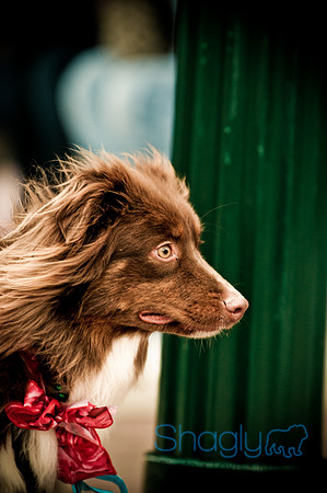 Krewe of Barkus-26