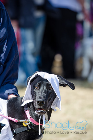 Krewe of Barkus 2012-82